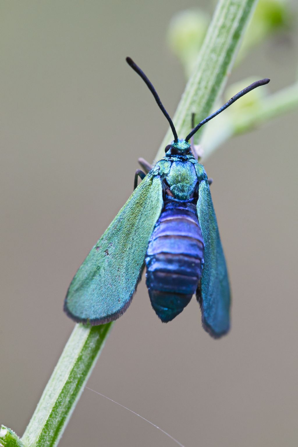 Zygaenidae adscita o jordanita?